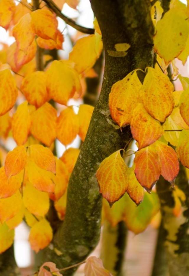 Check out these stunning York County fall foliage spots
