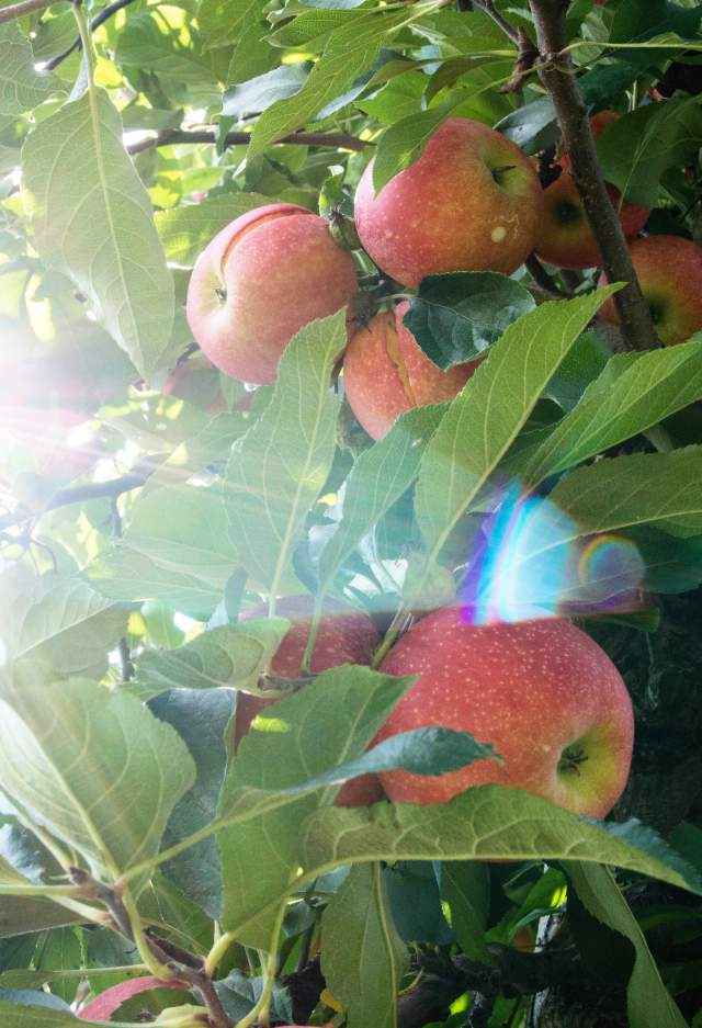 Pick Your Own Apples in York