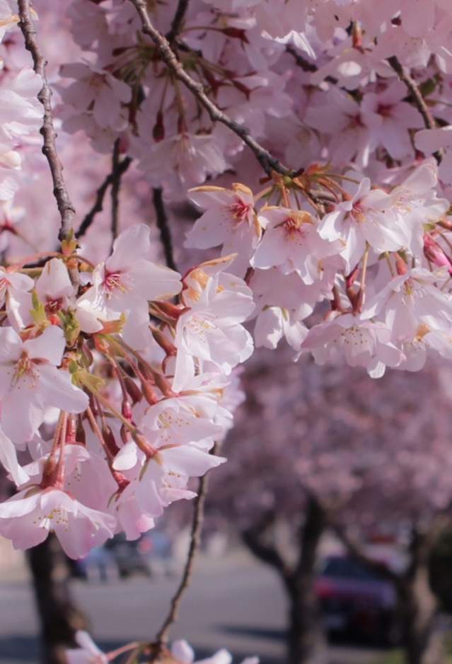 Blossoms in Spring - Southland
