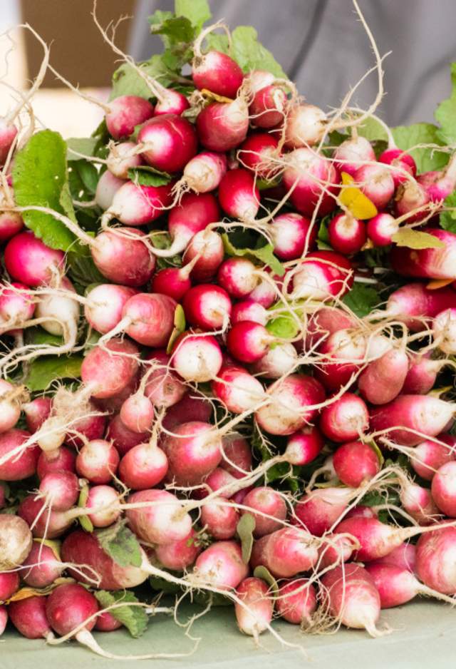 French-Breakfast-Madison-City-Farmers-Market-radish-1024x681