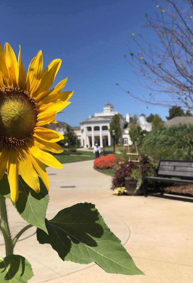 Sunflower Huntsville Botanical Gardens