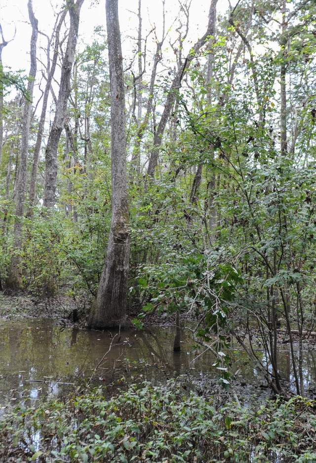 Fishing in Baton Rouge