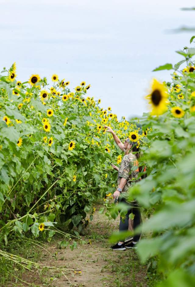 Sunflowers at Burden