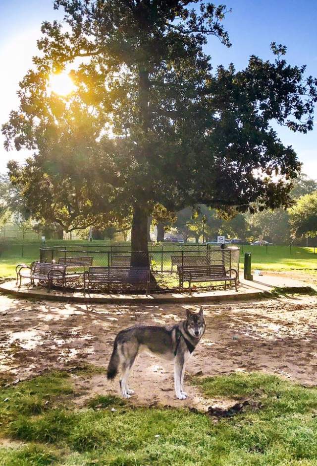 Raising Cane's Dog Park