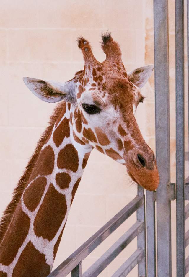 Baton Rouge Zoo