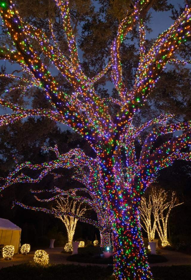 Louisiana Lights