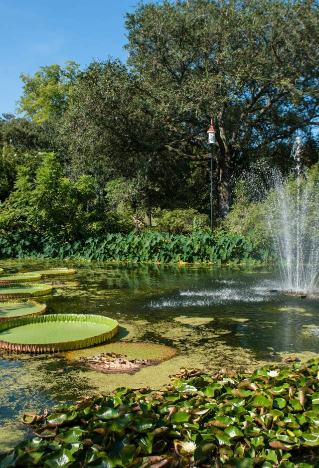 Lily pads and fountain in park pond