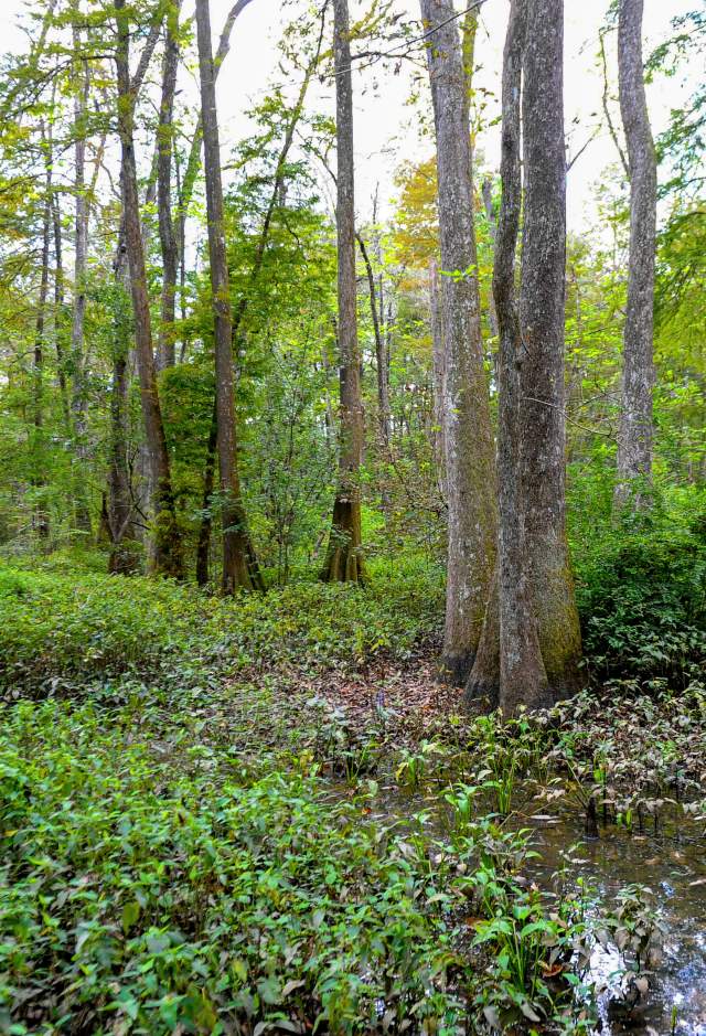 Image of lush green swamp landscape