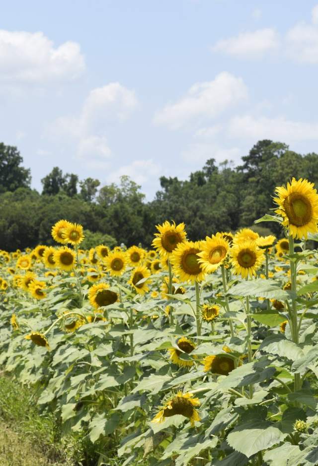 Sunflowers at Burden