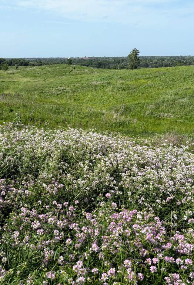 Pink and white wildflowers fill the foreground of a rolling green meadow, with scattered trees beneath a clear blue sky.