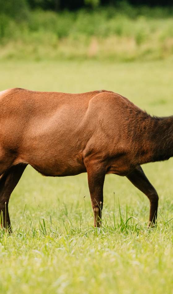 Elk in Cherokee cropped