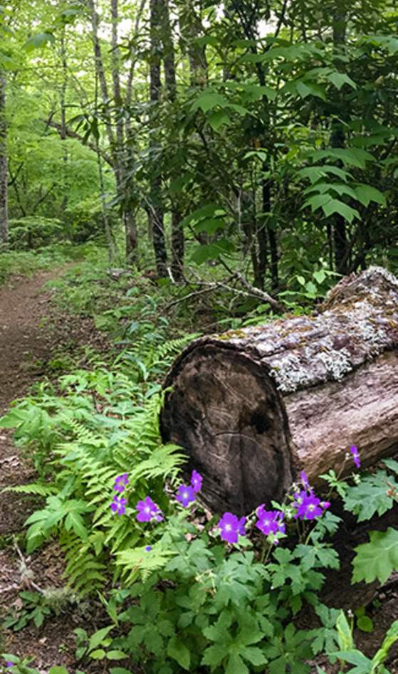 Pinnacle Park Trail