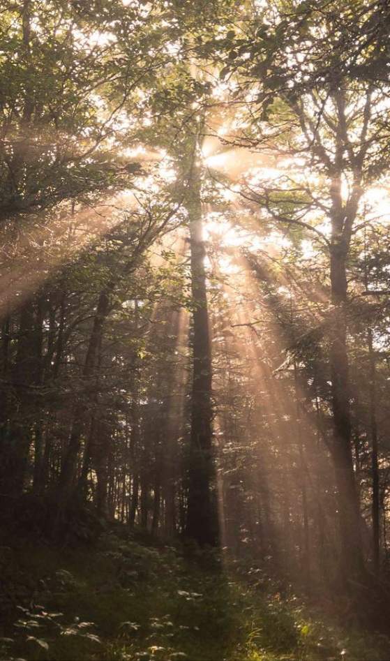sun shining through trees