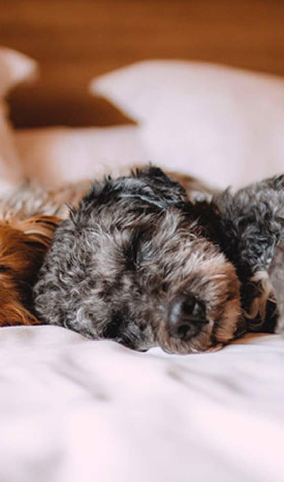 2 dogs sleeping on bed