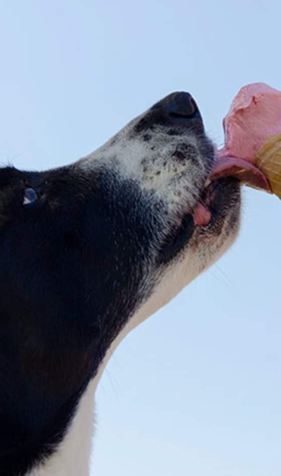 dog licking ice cream cone