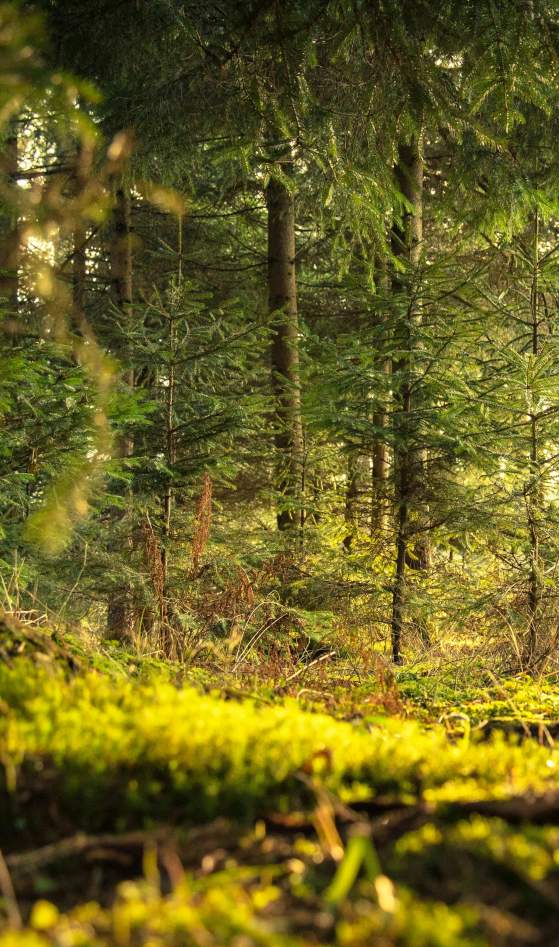 clearing in a forest