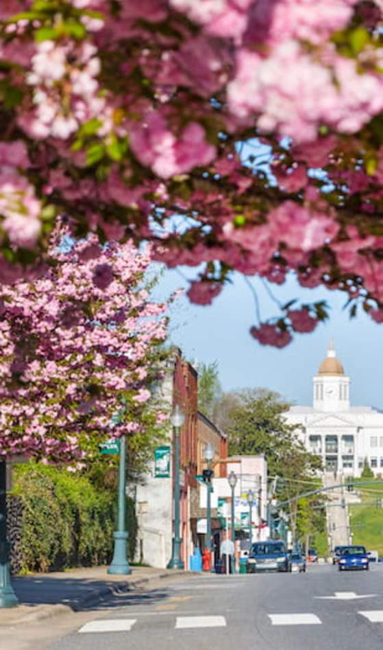 sylva