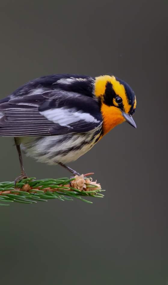 Blackburnian Warbler