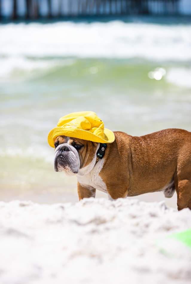 Bulldog In Yellow Hat In The Snow In Panama City Beach