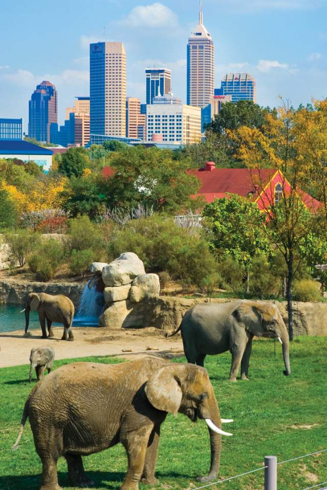 Save at top attractions like the Indianapolis Zoo with Indy Daily Deals