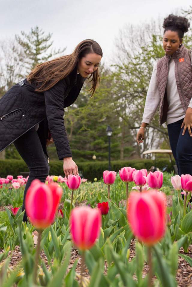 Spring Blooms