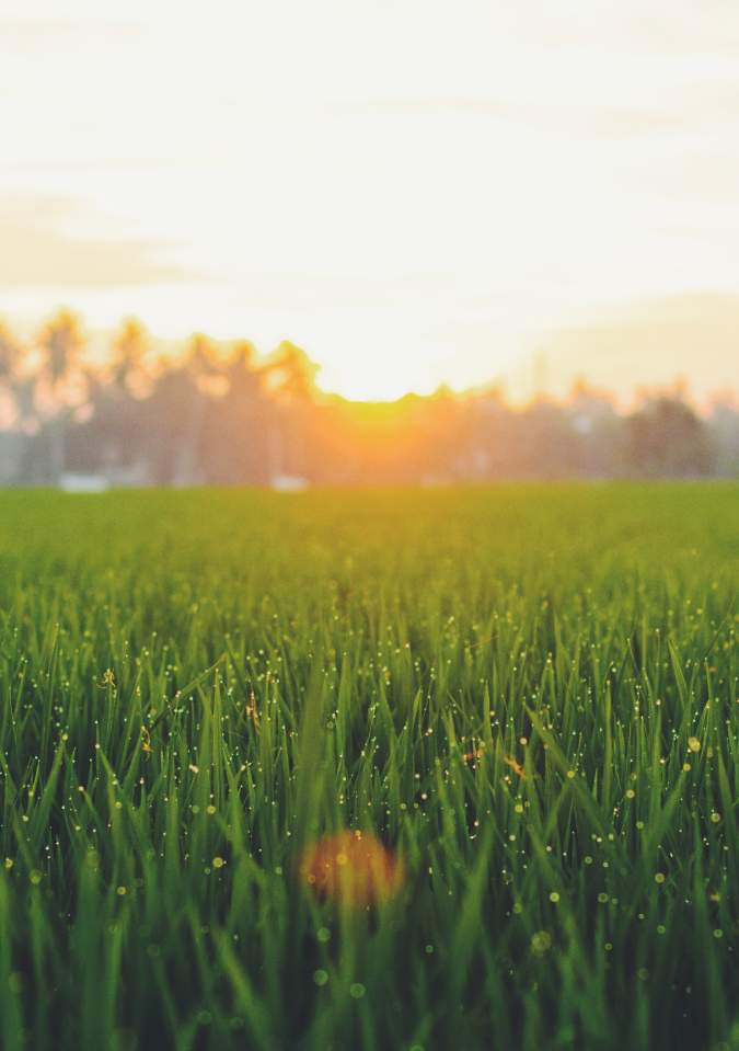 Grassy Sunset