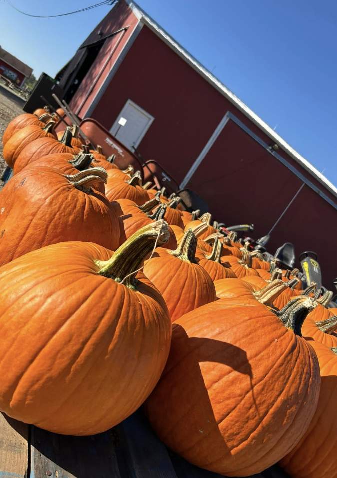 pumpkins