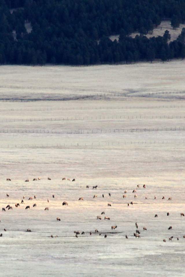 Elk at Valles Caldera