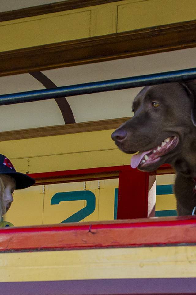Pet Friendly Wiseguy Creative