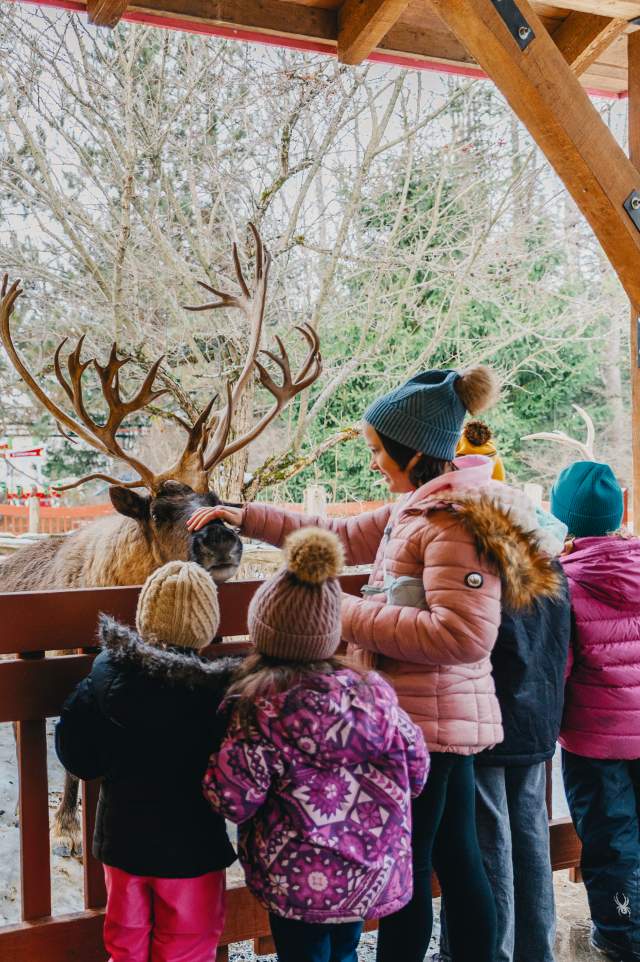 Christmastime at Santa's Village - Petting a Reindeer