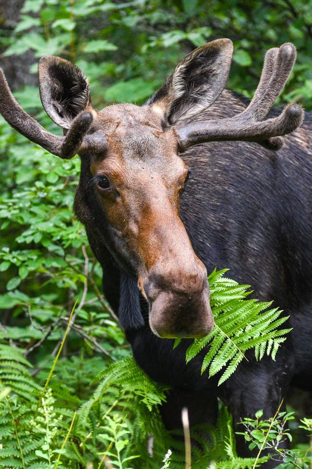 white mountain moose tours