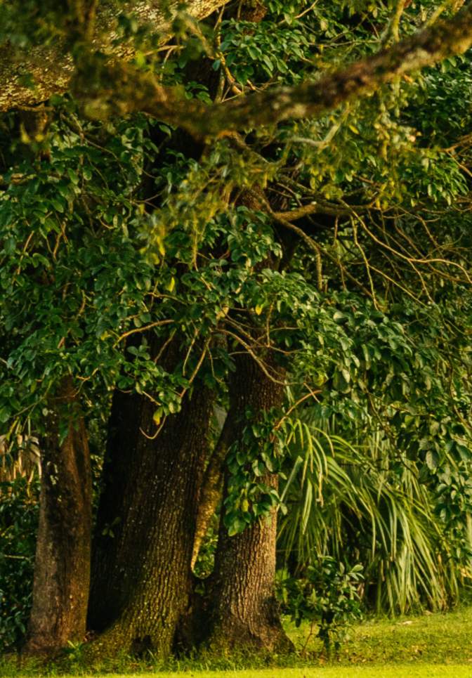 Man Sitting on Bench at Tree Tops Park in Fort Lauderdale
