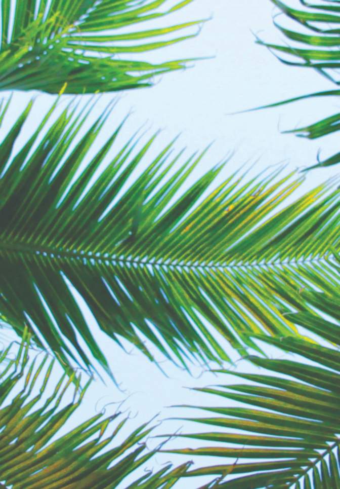 A view looking up under Lauderdale Lakes palm trees at large palm fronds