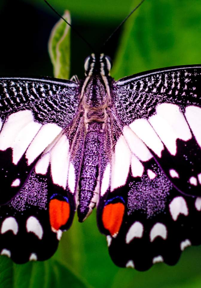 A lime butterfly rests on a leaf at Butterfly World in Coconut Creek Florida