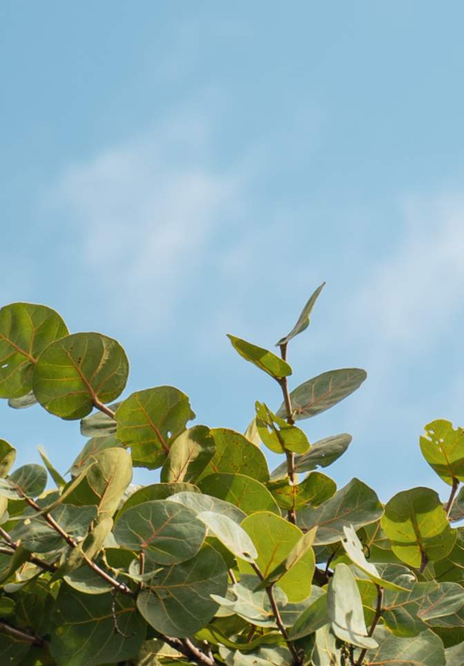 Bushes at Sea Ranch Lakes in Fort Lauderdale