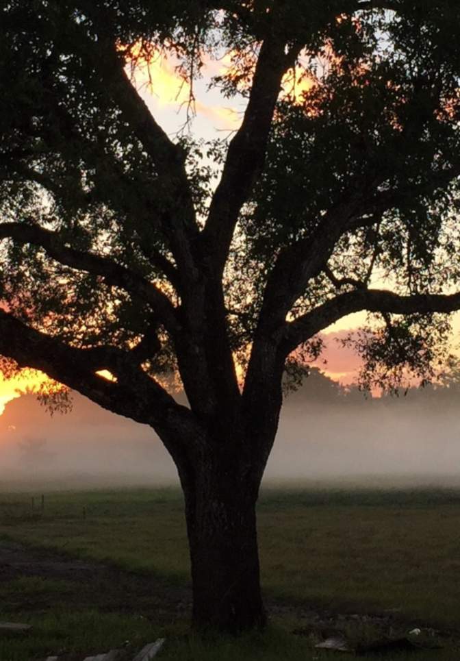 Tree at Dusk
