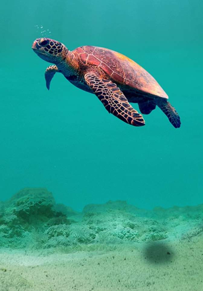 Sea Turtle Underwater