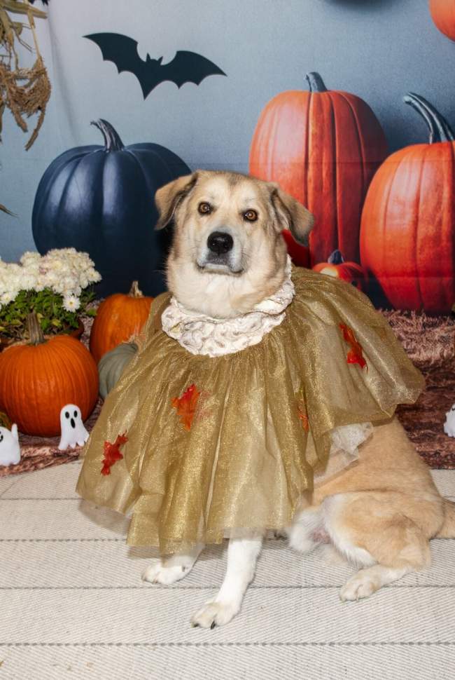 Halloween dog