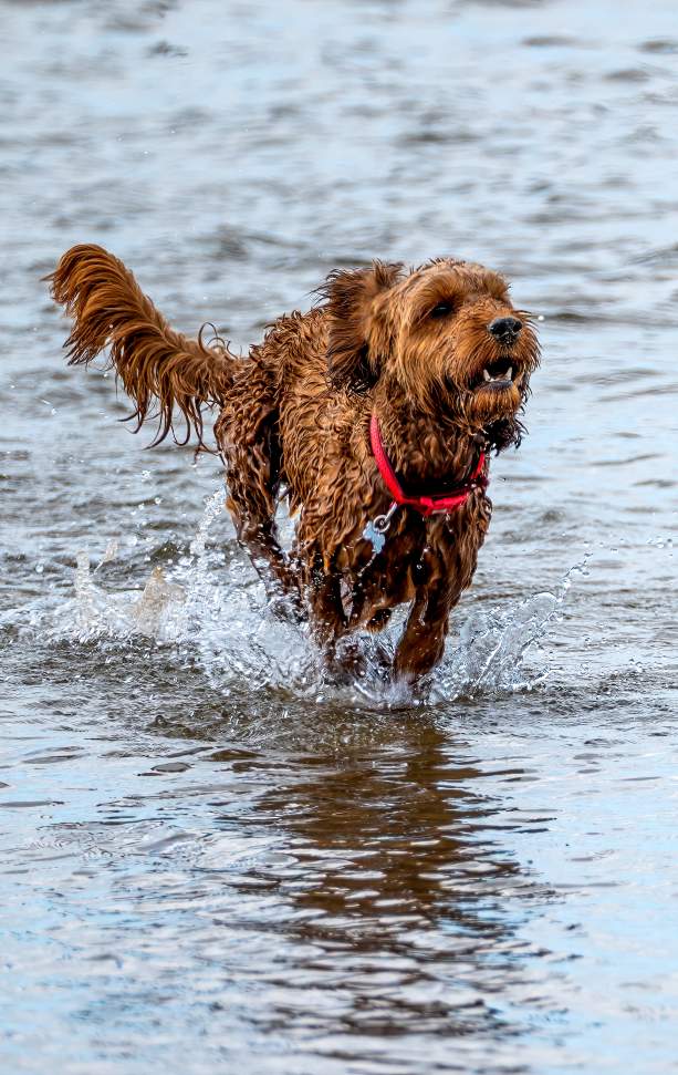 Dog in water