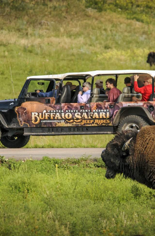 Adventure jeep with passengers situated amongst a herd of buffalo in Custer State Park.