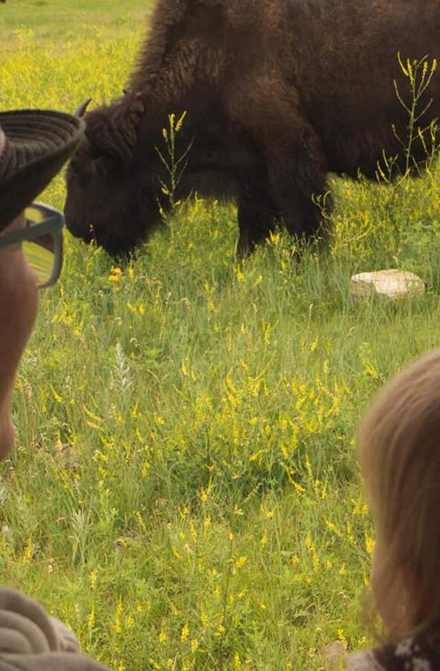 Custer State Park Buffalo