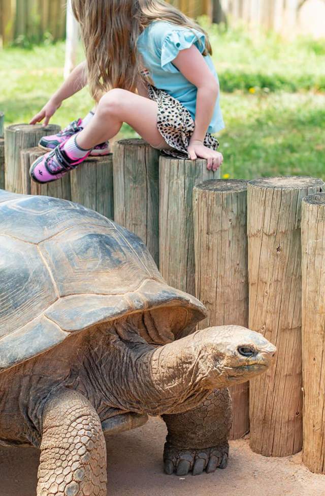 Kids interacting with the Giant Tortoise at Reptile Gardens in Rapid City, SD