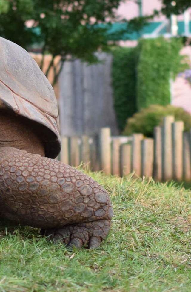 Reptile-Gardens turtle