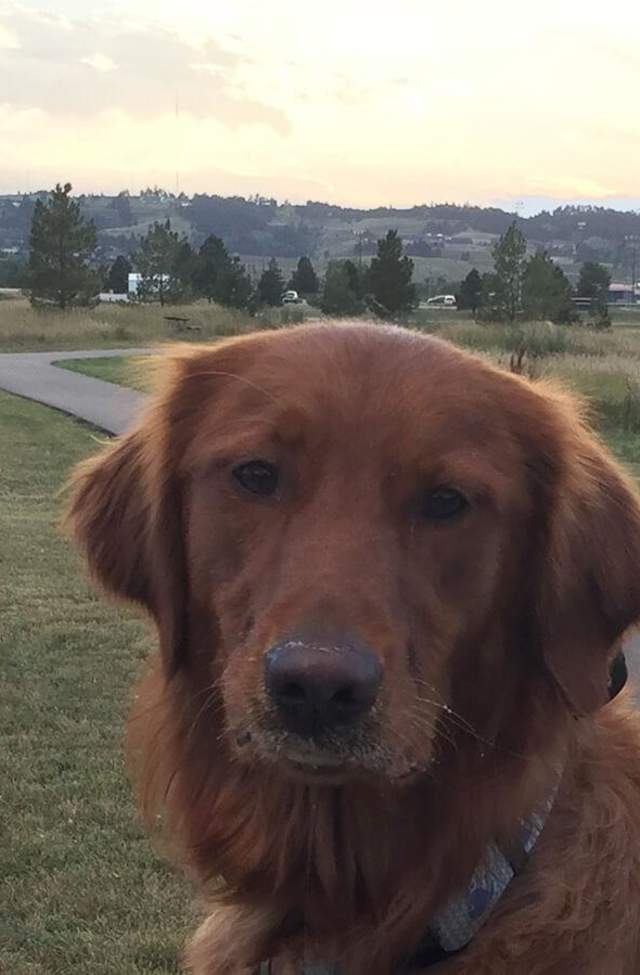 Robbinsdale Park dog