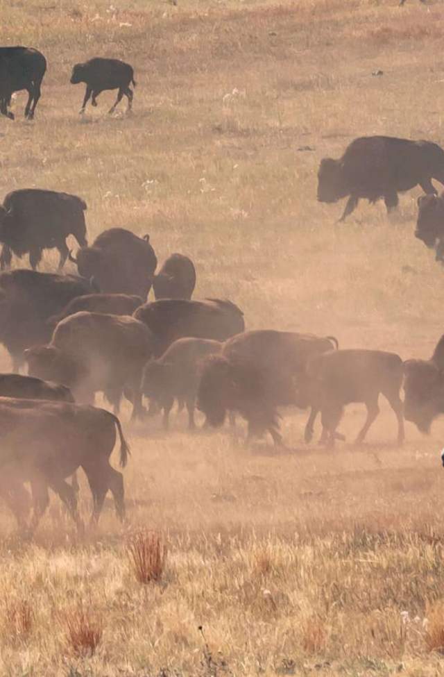 buffalo-roundup