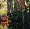 A group of friends kayak through cypress forests found along the Altamaha River near Brunswick, GA