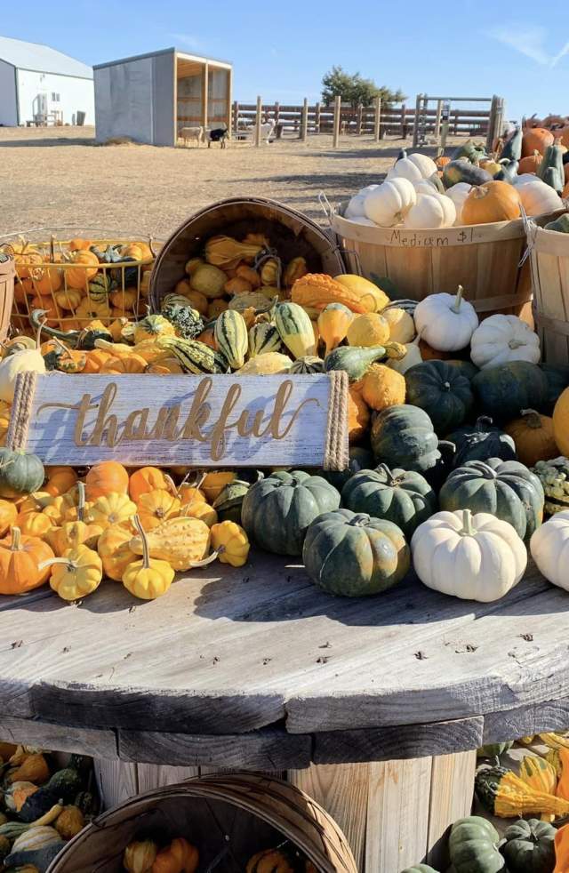 Homestead Pumpkin Patch