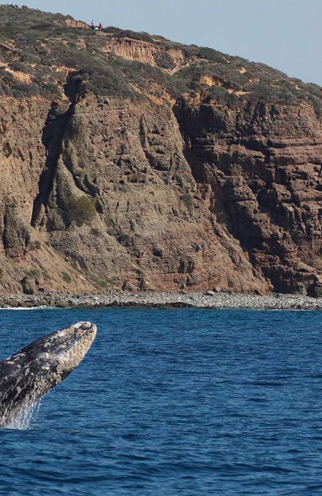 Whale Watching in Orange County, near Anaheim Beaches