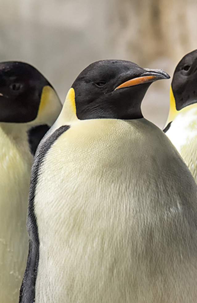 Penguins at SeaWorld San Diego