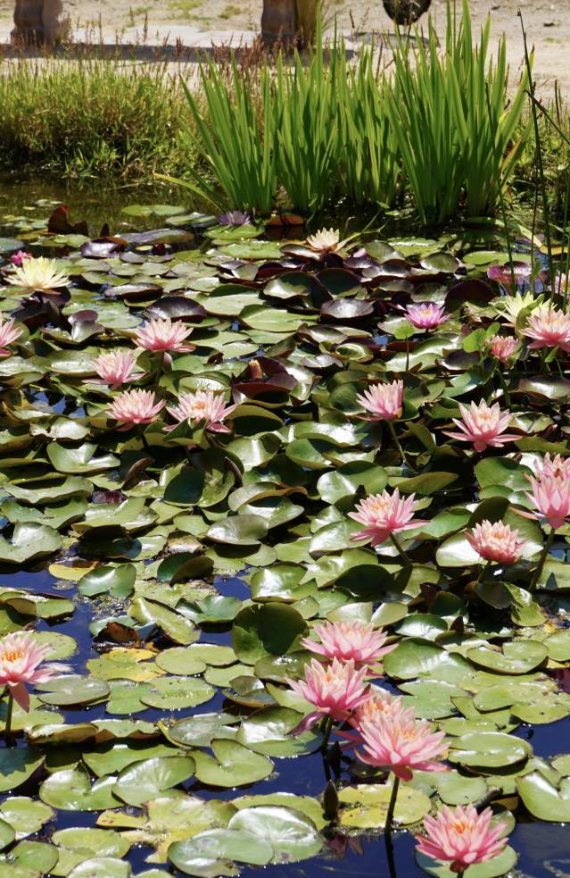 Lilly pads at the Rose Have garden in Temecula